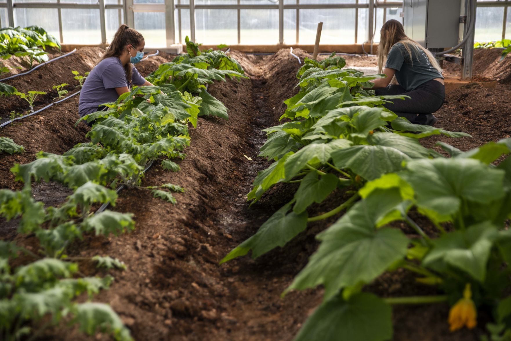 Sweet Briar College Greenhouse